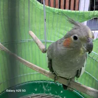 عروس هلندی|پرنده|رشت, پیرسرا|دیوار