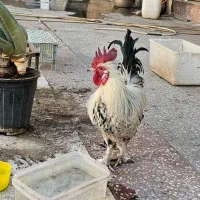 خروس رسمی نطفه دار|حیوانات مزرعه|قم, مسجد امام حسن|دیوار