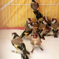 سهره چهار گل.