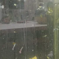 آکواریوم چینی شیشه خم کارخانه|ماهی|مشهد, شهرک بهارستان|دیوار