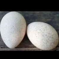 مجسمه تخم بقلمون نطفه دار