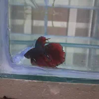 انواع و اقسام فایتر هالفمون با بالاترین کیفیت|ماهی|شیراز, حافظیه|دیوار