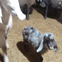 بزقاله نر  ۲۵۰۰