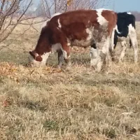 گوساله اصل سمینتال پای کل وگوسال|حیوانات مزرعه|نوشین شهر, |دیوار