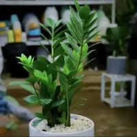 زامفولیا با گلدان سرامیکی|گل و گیاه طبیعی|مشهد, نیروی هوایی|دیوار