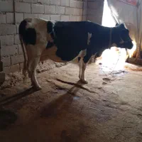 گاو|حیوانات مزرعه|بیرانوند, |دیوار