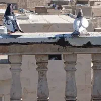 کبوتر|پرنده|صدرا-فارس, فاز ۱|دیوار