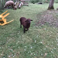 بره نر بره گوسفندنر