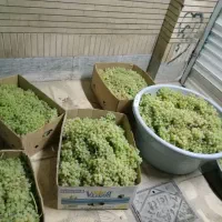 سبزی قرمه سبزی آش ونعنا شیره ی انگور عسگری|خوردنی و آشامیدنی|نیشابور, امام خمینی|دیوار