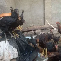 جوجه لاری|حیوانات مزرعه|یزد, |دیوار