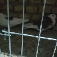 کبوترکشکلک وسروک پرشی و(محل بازدیدبلواراستقلال)|پرنده|اشکذر, |دیوار