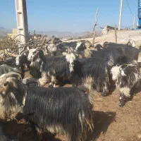 بز داشتی|حیوانات مزرعه|شهرکرد, |دیوار