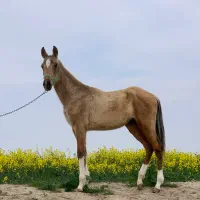 کره مادیان اخال تکه به رنگ زیبای سمند پنج نشان