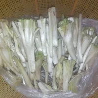 کنگر تازه درجه یک