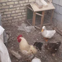 یک جفت اردک فروشی