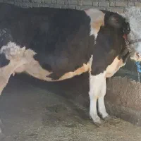 دو راس گاو ابستن جوان