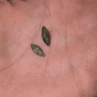 مهره قدیمی|کلکسیون اشیاء عتیقه|رامهرمز, |دیوار