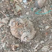 بلدرچین ماده