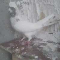 کله دار کاکلی ماده ...کله دم سبزنر. کااکلی