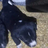 واگذاری توله پژدر