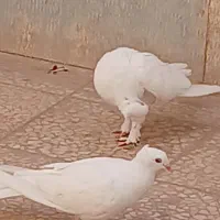 چند تا جوجه ونر عالی|پرنده|قم, پردیسان|دیوار