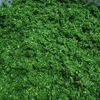 سبزی‌ خورشتی،دمپختی،کلم‌پلو،لوبیاسبز، باقله دوپوست|خوردنی و آشامیدنی|شیراز, وزیرآباد|دیوار