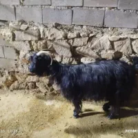 دو عدد بز ابستن|حیوانات مزرعه|اندیکا, |دیوار