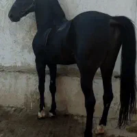 نریون در حد سیلمی