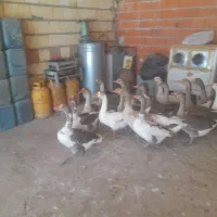 غاز  معلی  ۲۰عدد  و زنشون  ۴ کیلو تا۵کیلو  میباشن