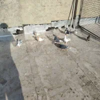 9 تا کفتر شهری بهبهانی نر|پرنده|شیراز, سلطان آباد|دیوار