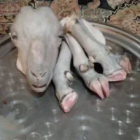 کله پاچه پنجه طلا