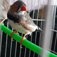 (( فنچ))|پرنده|بسطام, |دیوار