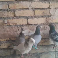 کبوترکفتر
