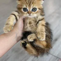 اسکاتیش گلدبلک چشم زمردی