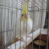 عروس هلندی|پرنده|بندر ترکمن, |دیوار