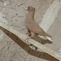 زرد دم سفید