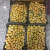 الو قطره طلا
