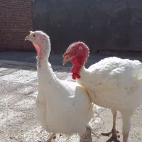 بغلمون گوشتی به فروش می‌رسد