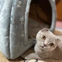 گربه اسکاتیش نر یکساله، رنگ طوسی ملوس و سالم|گربه|اردبیل, |دیوار