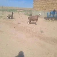 قوچ