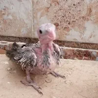 عروس هلندی سرلاکی