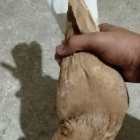 دمسفید گم شده