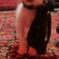 سگ شیتزو سفید وسگ پارامین مشکی