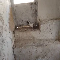 کفتر سینه ای نر|پرنده|آبیک, |دیوار