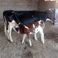 گاو و گوساله داشتی|حیوانات مزرعه|پلدختر, |دیوار