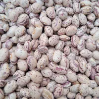 یک تن لوبیا درجه یک سرحد به شرط پزا تمیز