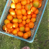 نارنگی یافا