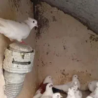 تعدادی کفتر سالم به صورت یکجا به فروش میرسد