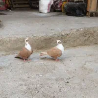 نرو ماده مخمل زرد