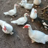 حیوانات مزرعه
